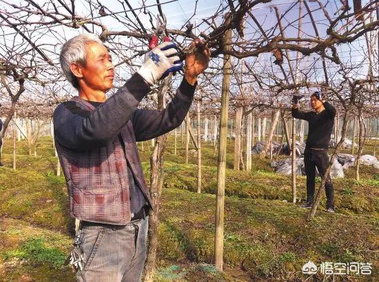 葡萄春天清苗和复剪有什么要求?流水这么多,会不会流死树?
