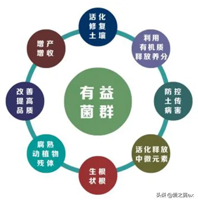 香椿种植效益高,农民如何种植?