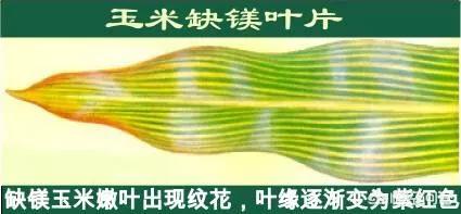玉米苗期叶片红是土壤中缺磷还是有病,有什么方法使其恢复正常颜色?