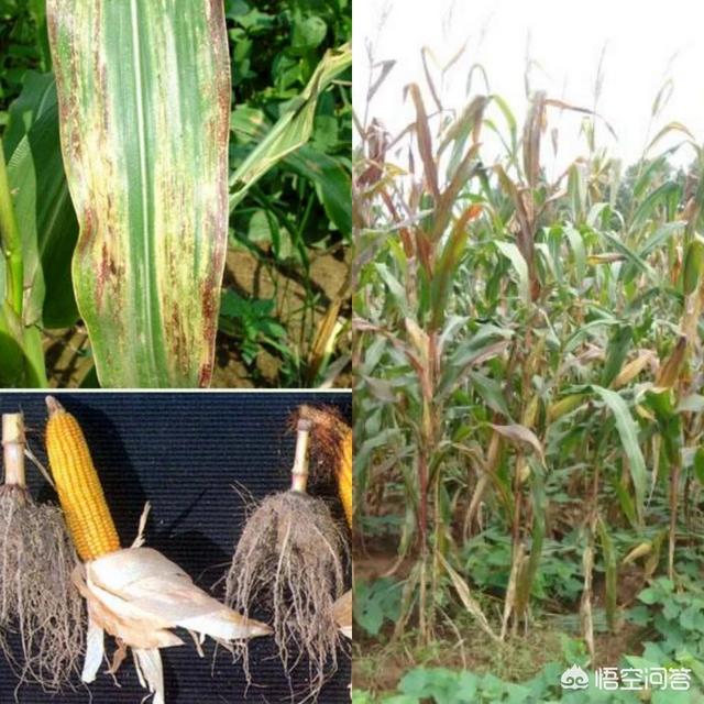 玉米苗期叶片红是土壤中缺磷还是有病,有什么方法使其恢复正常颜色?