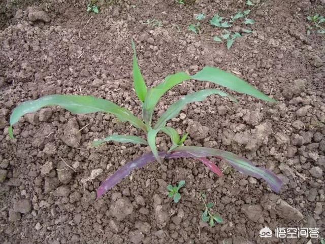 玉米苗期叶片红是土壤中缺磷还是有病,有什么方法使其恢复正常颜色?