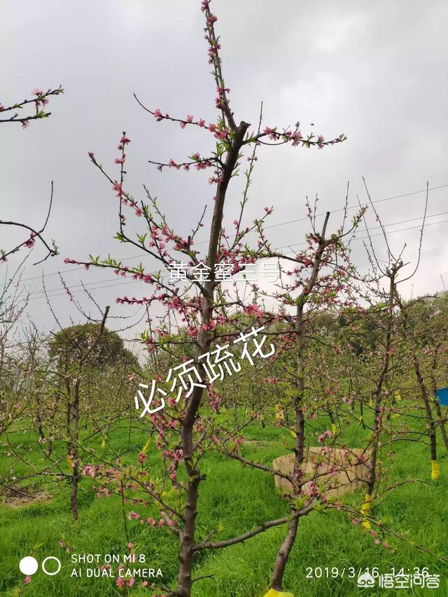 桃树怎样蔬花蔬果?