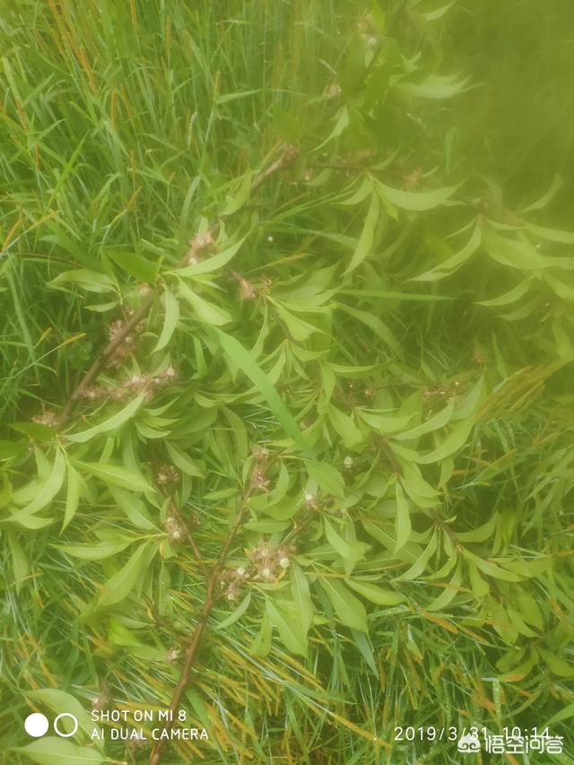 桃树怎样蔬花蔬果?