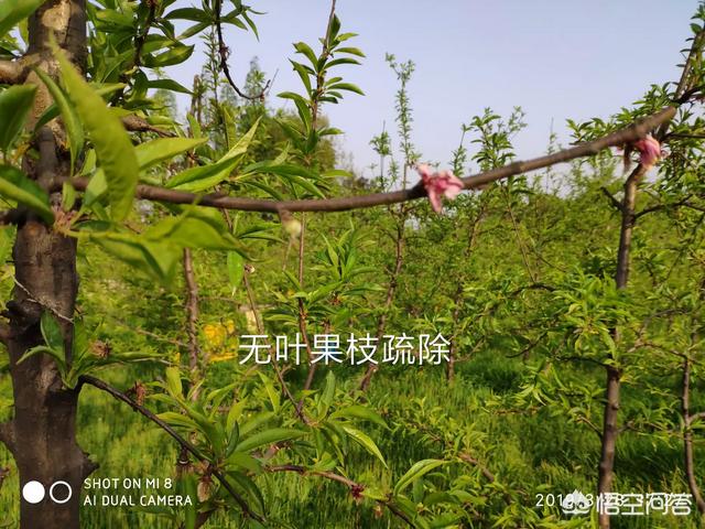桃树怎样蔬花蔬果?