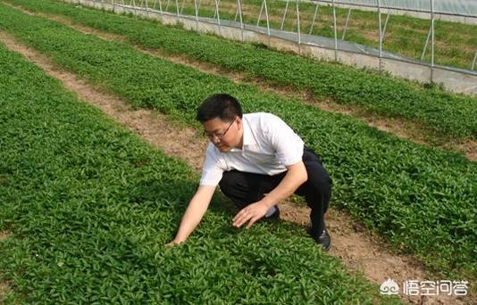 辣椒可以在晴天定植吗?为什么辣椒定植忌讳雨天?
