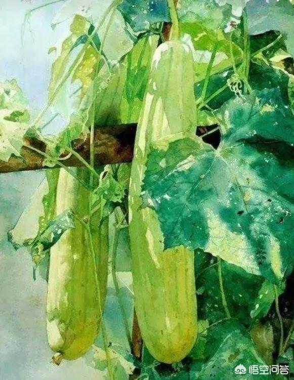 如何识别和防治丝瓜硫酸铜药害?