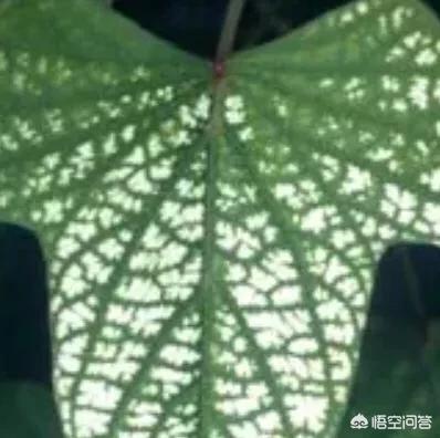 如何识别和防治丝瓜硫酸铜药害?