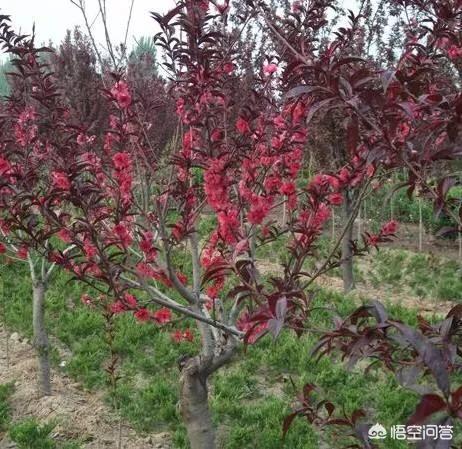 沙土地油桃树两年了前期长一到高温天叶子变红不长了怎么回事?