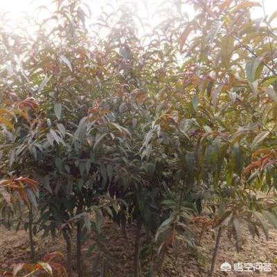 沙土地油桃树两年了前期长一到高温天叶子变红不长了怎么回事?