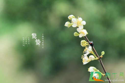 惊蛰是九九最后一天吗