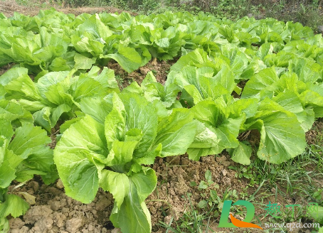 芥菜怎么养