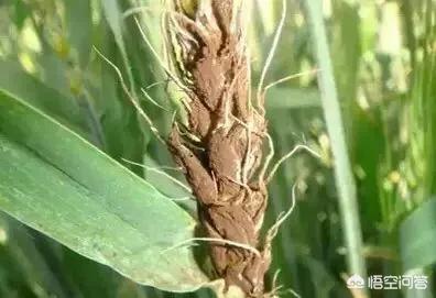 生长期的小麦如何防病?