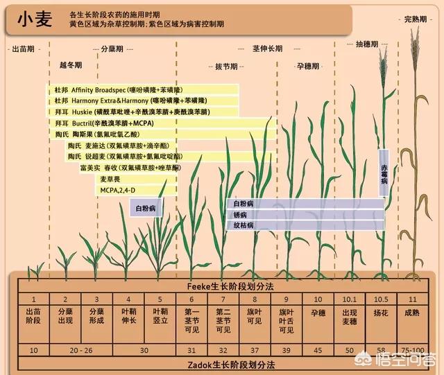 生长期的小麦如何防病?