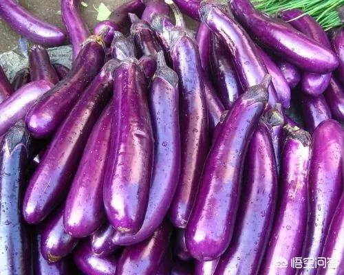 茄子的最佳育苗时间是什么时候?有哪些注意事项?