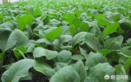 茄子的最佳育苗时间是什么时候?有哪些注意事项?
