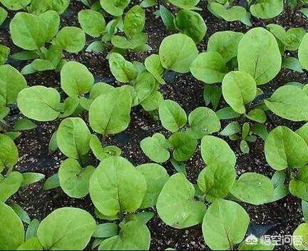 茄子的最佳育苗时间是什么时候?有哪些注意事项?