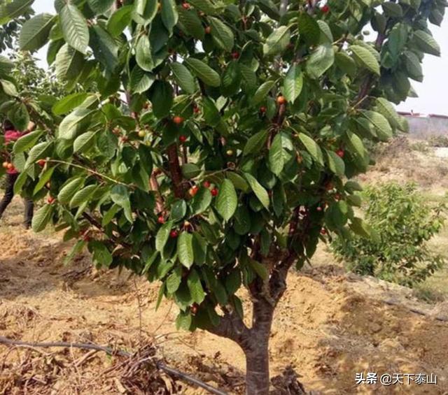 如何在塑料温室大棚中种植樱桃树?