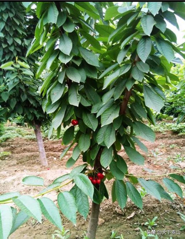 如何在塑料温室大棚中种植樱桃树?