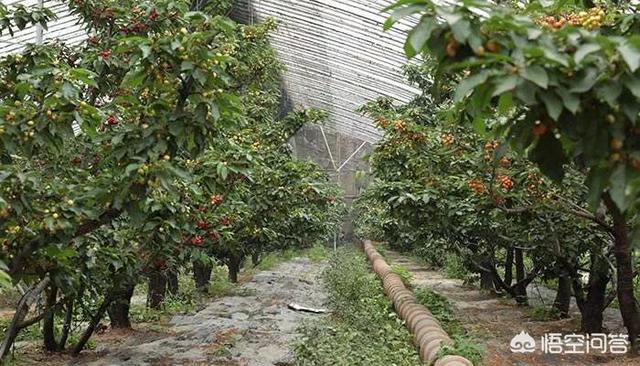如何在塑料温室大棚中种植樱桃树?