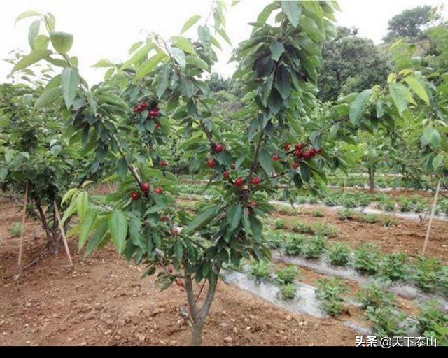 如何在塑料温室大棚中种植樱桃树?