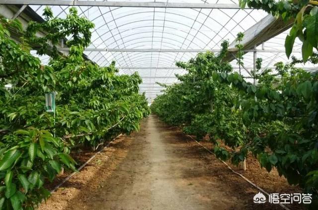 如何在塑料温室大棚中种植樱桃树?