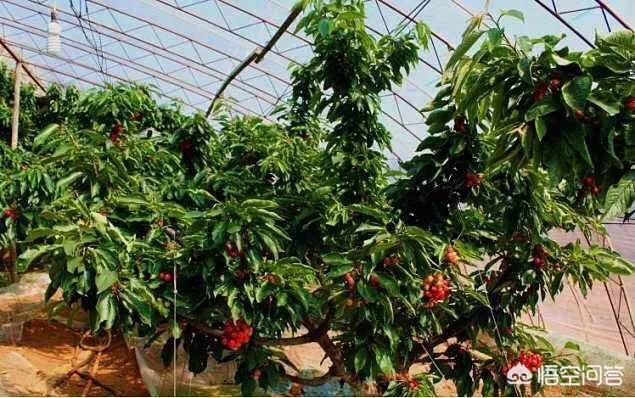 如何在塑料温室大棚中种植樱桃树?