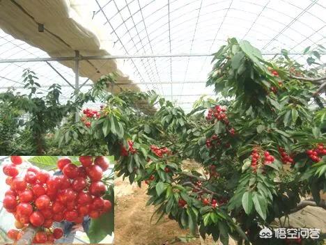 如何在塑料温室大棚中种植樱桃树?