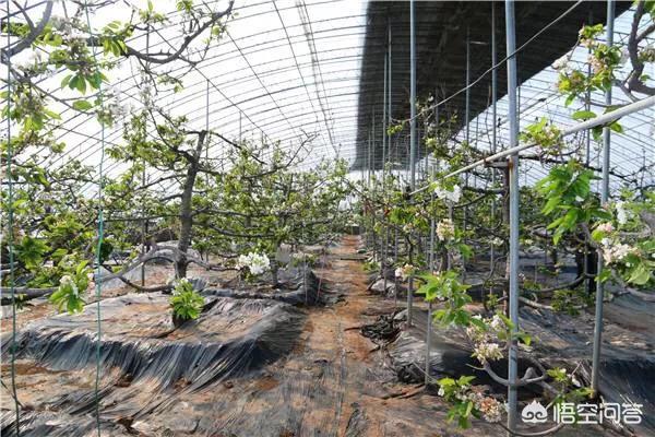 如何在塑料温室大棚中种植樱桃树?