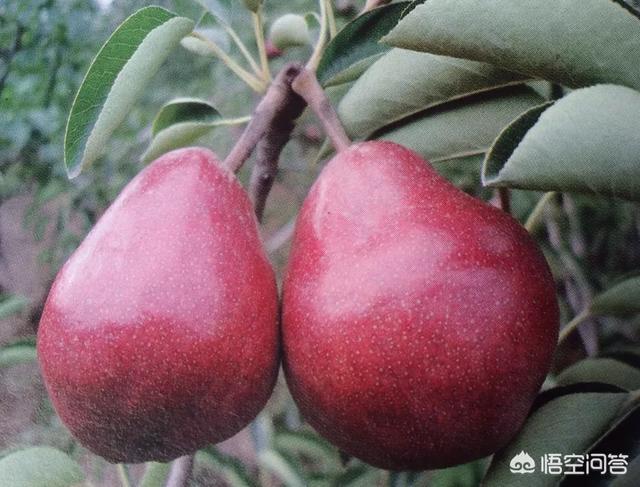 梨树苗地里能打玉米苗前除草剂吗?