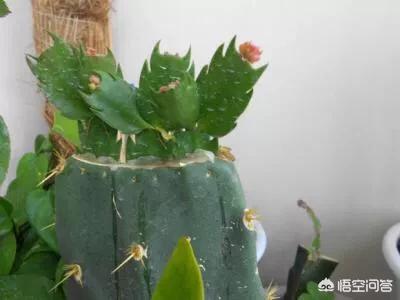 当年的新枝可作接穗用吗?