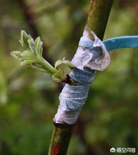 当年的新枝可作接穗用吗?