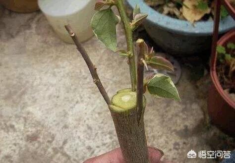 当年的新枝可作接穗用吗?