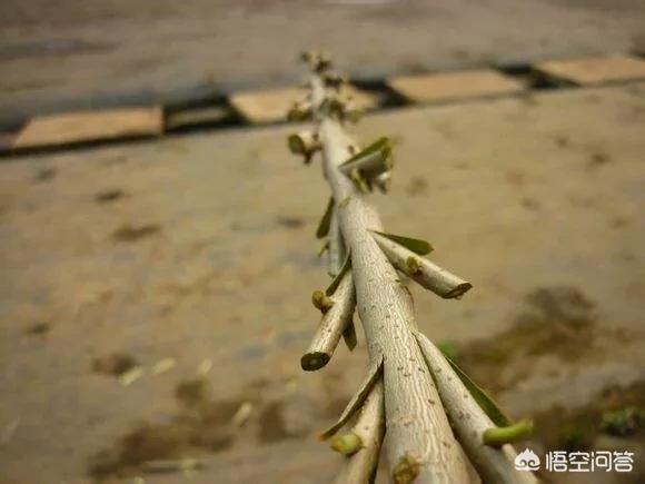 当年的新枝可作接穗用吗?