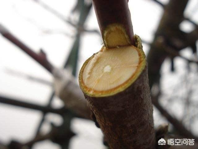 当年的新枝可作接穗用吗?