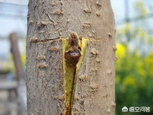 当年的新枝可作接穗用吗?