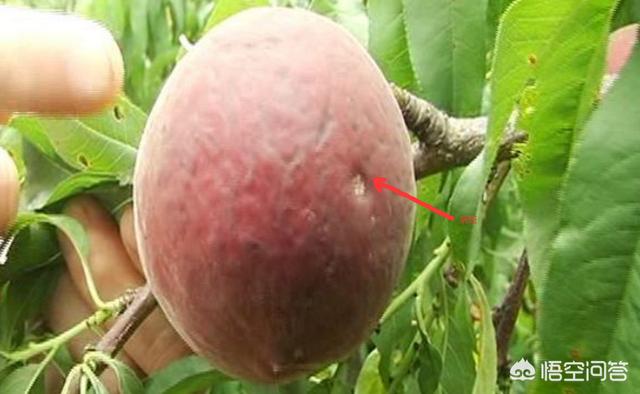 可杀得2000能有效防治桃树穿孔病吗？