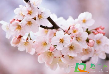武汉黄塘湖公园樱花3月开了吗