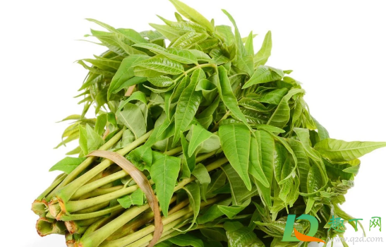 香椿为什么没有香味