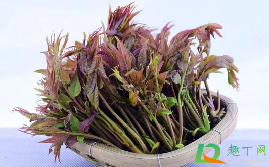 香椿为什么没有香味