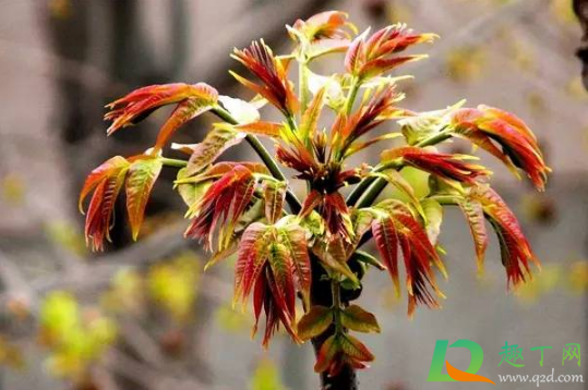 香椿买回来要去根吗