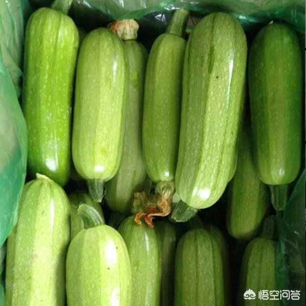 西葫芦的株距和行距怎么安排合适？