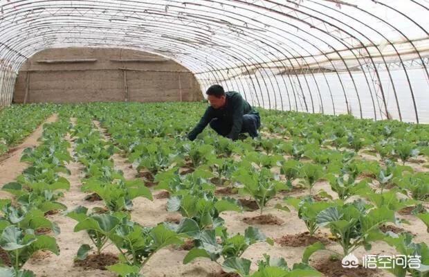 西葫芦的株距和行距怎么安排合适？