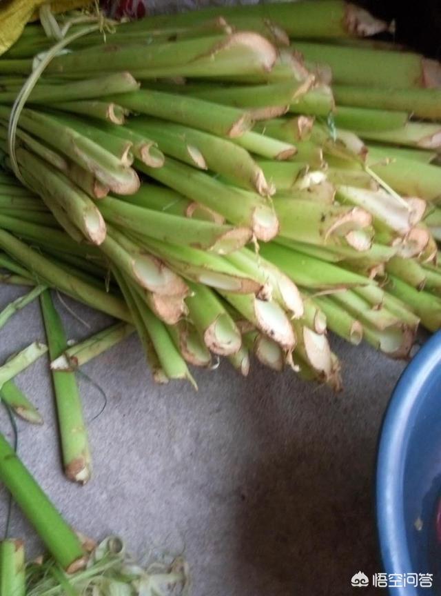 大棚黄瓜在不同时期正常的生长形态是怎样的?