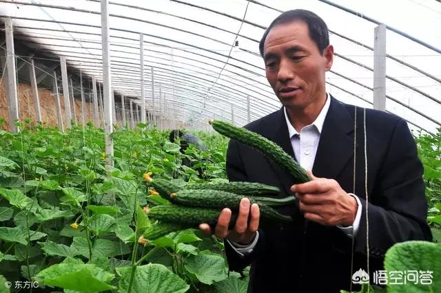 大棚黄瓜在不同时期正常的生长形态是怎样的?
