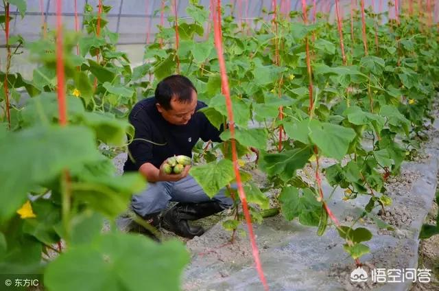大棚黄瓜在不同时期正常的生长形态是怎样的?