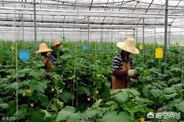 大棚黄瓜在不同时期正常的生长形态是怎样的?
