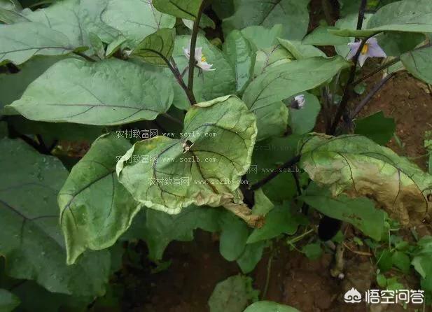 茄子黄蒌病是怎样?该如何防治?