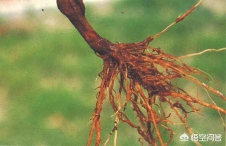 茄子黄蒌病是怎样?该如何防治?