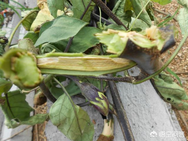 茄子黄蒌病是怎样?该如何防治?