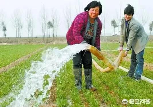 麦田出苗不齐有板结层能浇水吗?需要注意什么?